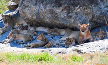 10 days luxury tanzania safari with african safari group