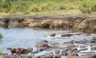 book your 6 day clissic tanzania safari
