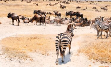 9 day premium northern tanzania safari with african safari group