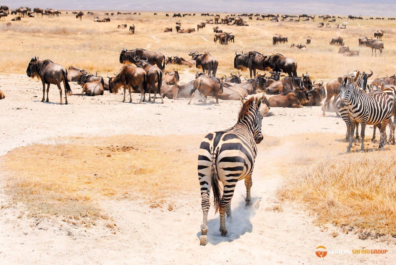 9 day premium northern tanzania safari with african safari group