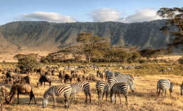 A trip full of adventure with african safari group