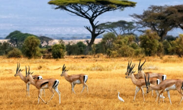 zanzibar safari trip with african safari group