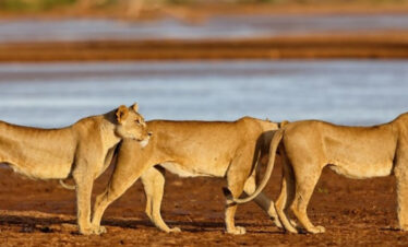 a perfect places for your perfect safari trips with african safari group