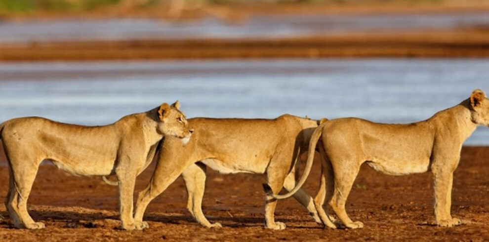 a perfect places for your perfect safari trips with african safari group