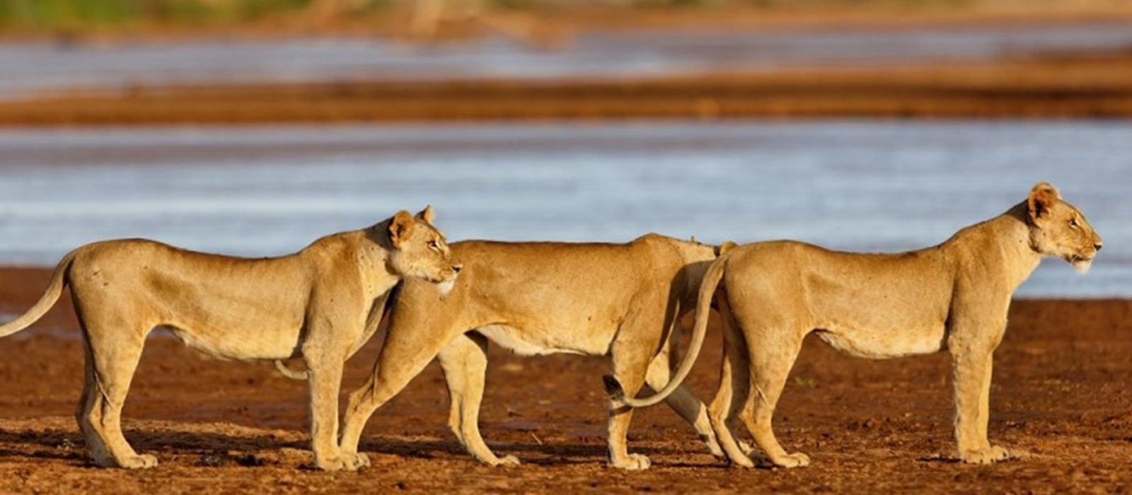 a perfect places for your perfect safari trips with african safari group