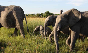 plan your trip to botswana and south africa with african safari safari group
