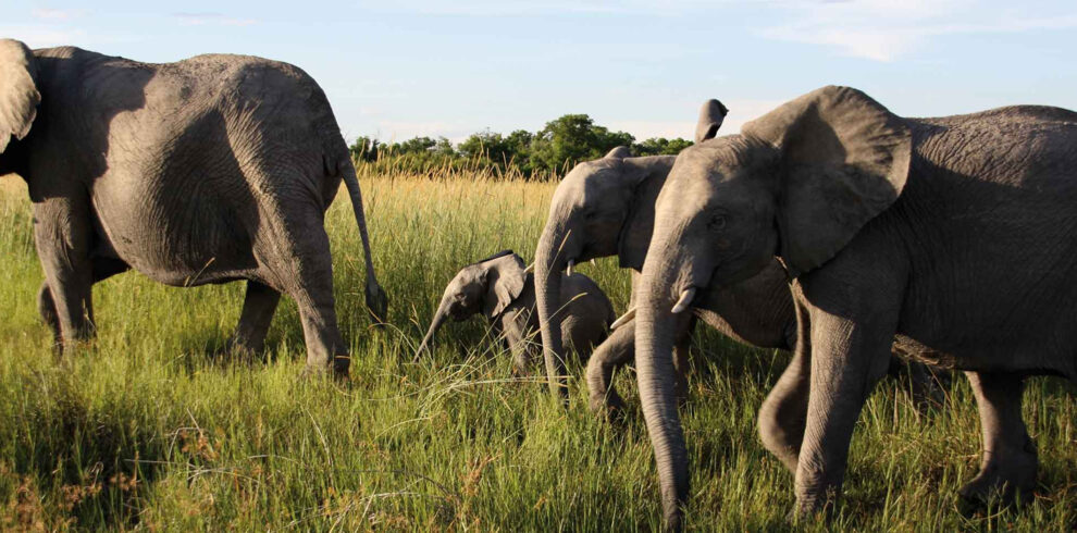 plan your trip to botswana and south africa with african safari safari group