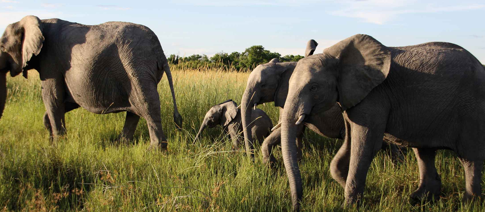 plan your trip to botswana and south africa with african safari safari group