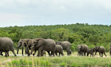 plan your kenya, tanzania, Victoria falls and botswana trips with african safari group