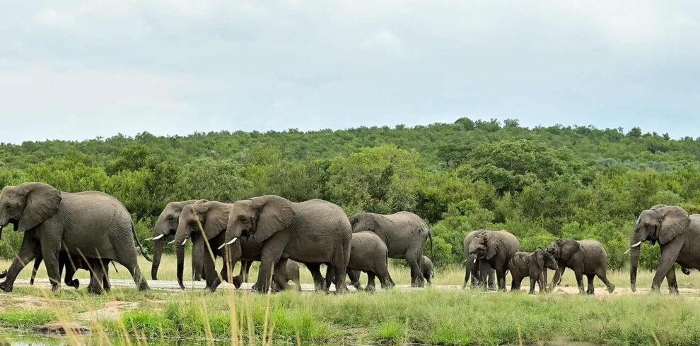 plan your kenya, tanzania, Victoria falls and botswana trips with african safari group