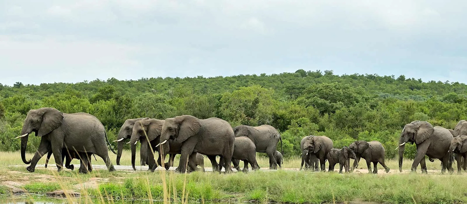 plan your kenya, tanzania, Victoria falls and botswana trips with african safari group