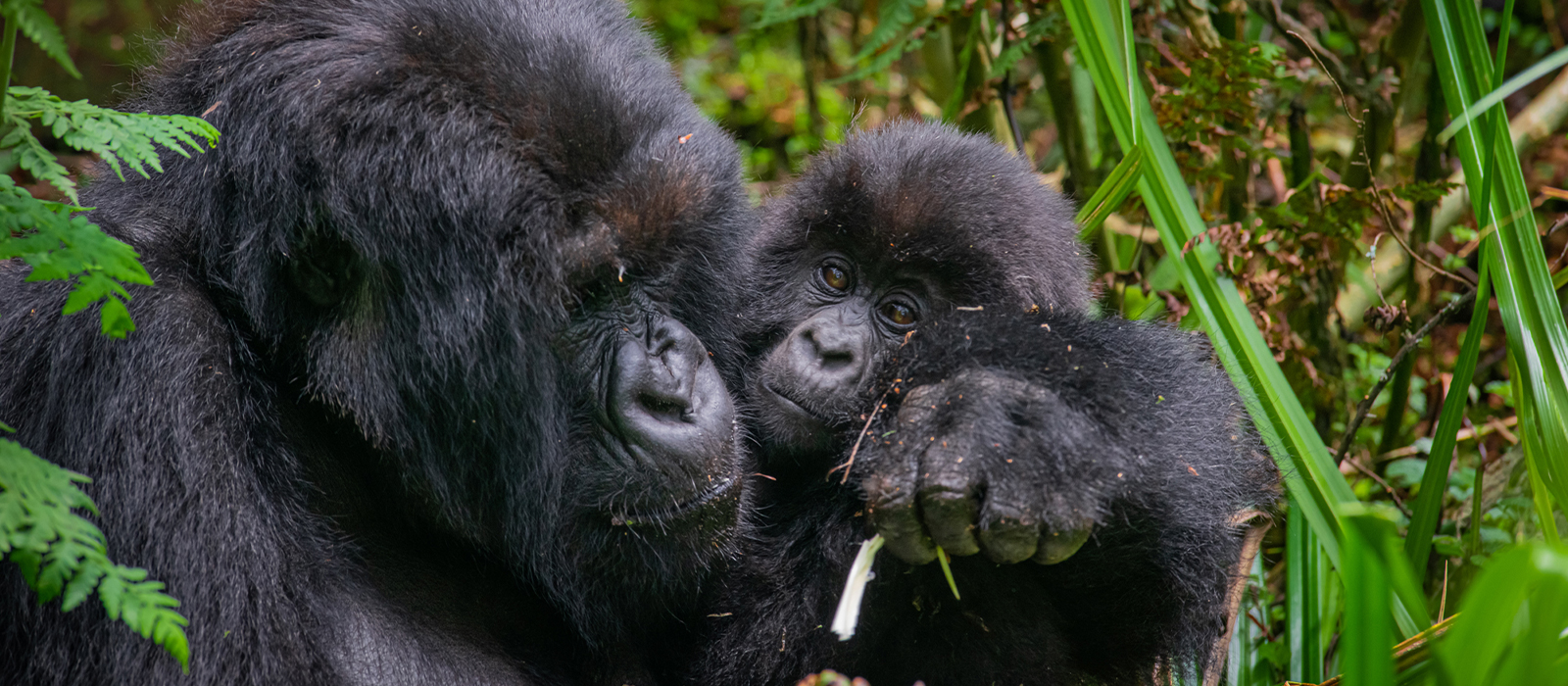 uganda and rwanda gorilla trekking with african safari group
