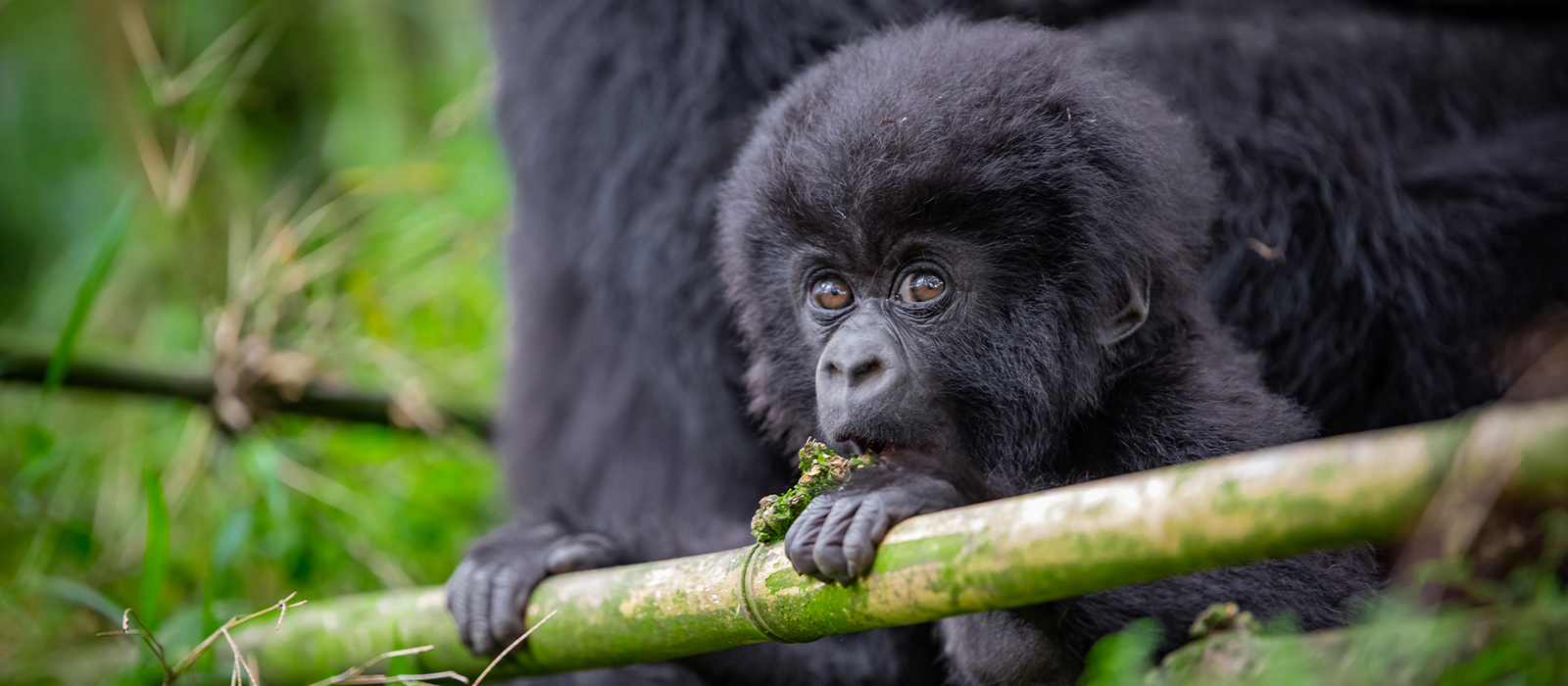 3 days of rwanda gorilla trekking with african safari group