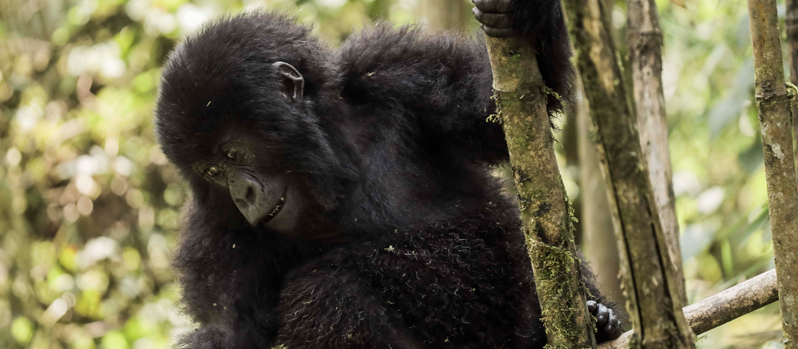 uganda gorilla trekking with african safari group
