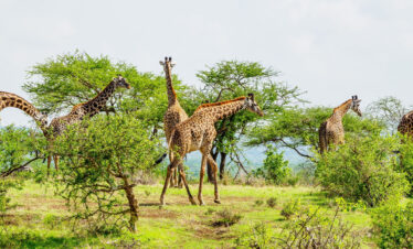ready to witness nature with african safari group at kenya and tanzania