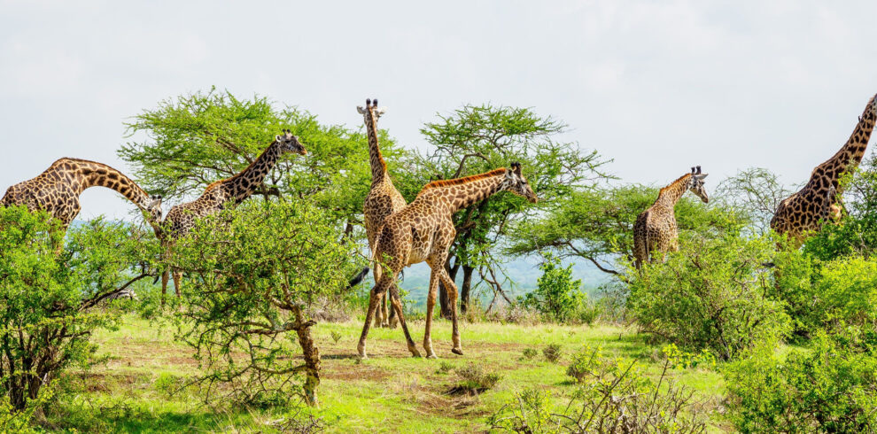 ready to witness nature with african safari group at kenya and tanzania