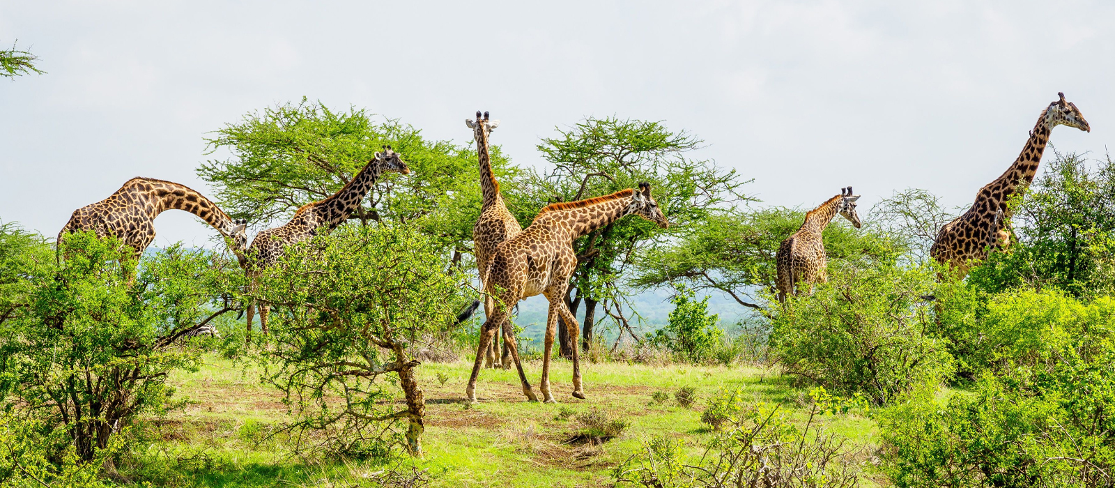 ready to witness nature with african safari group at kenya and tanzania